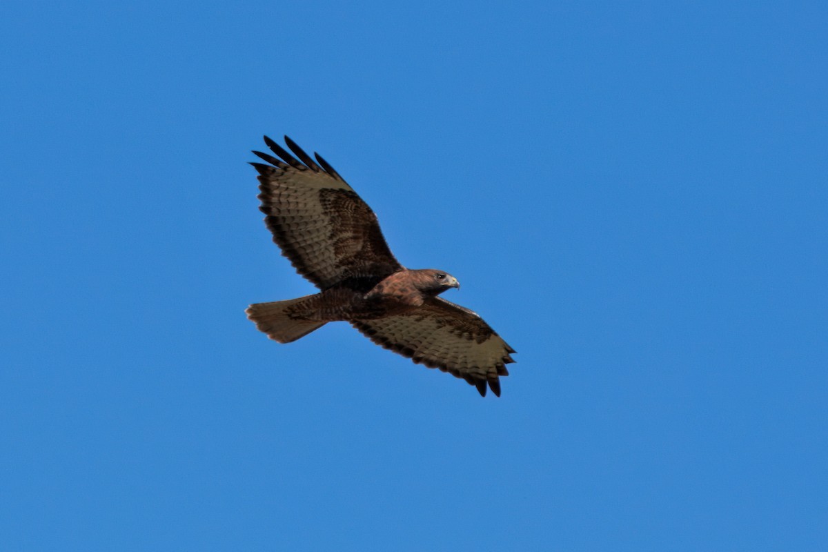 Red-tailed Hawk (calurus/alascensis) - ML642692982