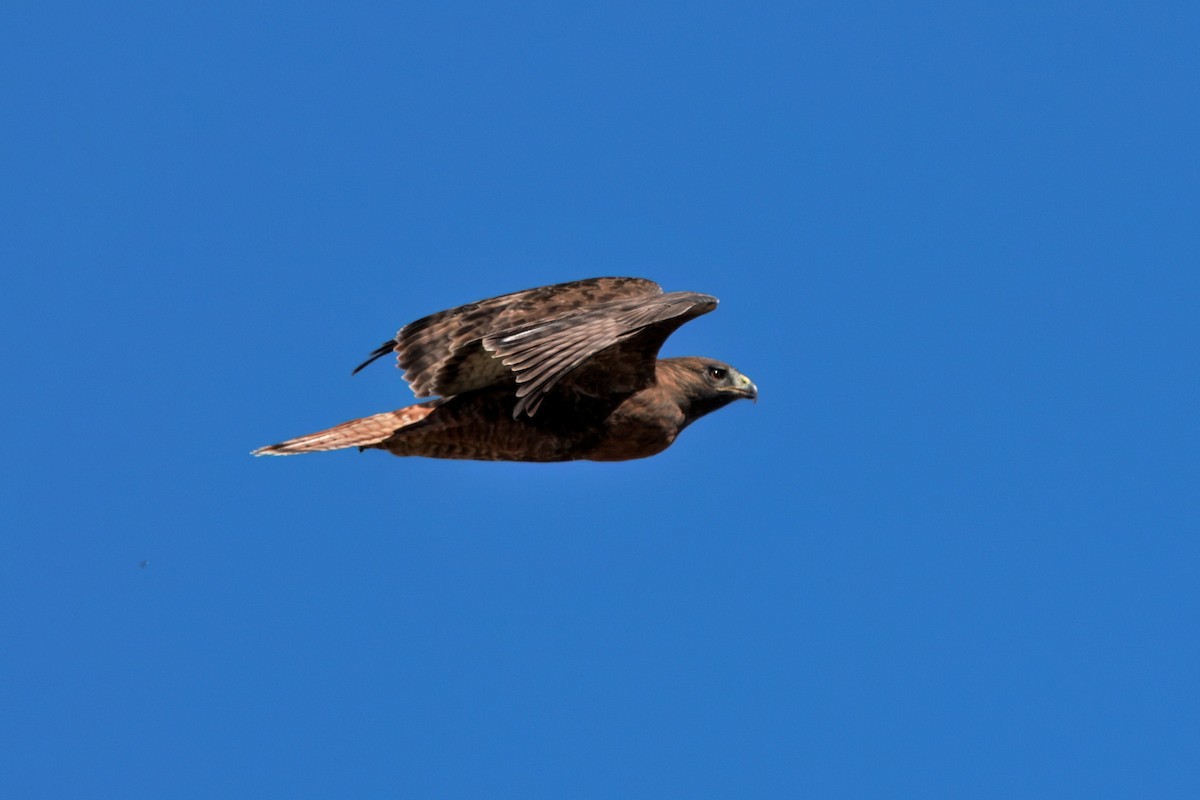 Red-tailed Hawk (calurus/alascensis) - ML642692992