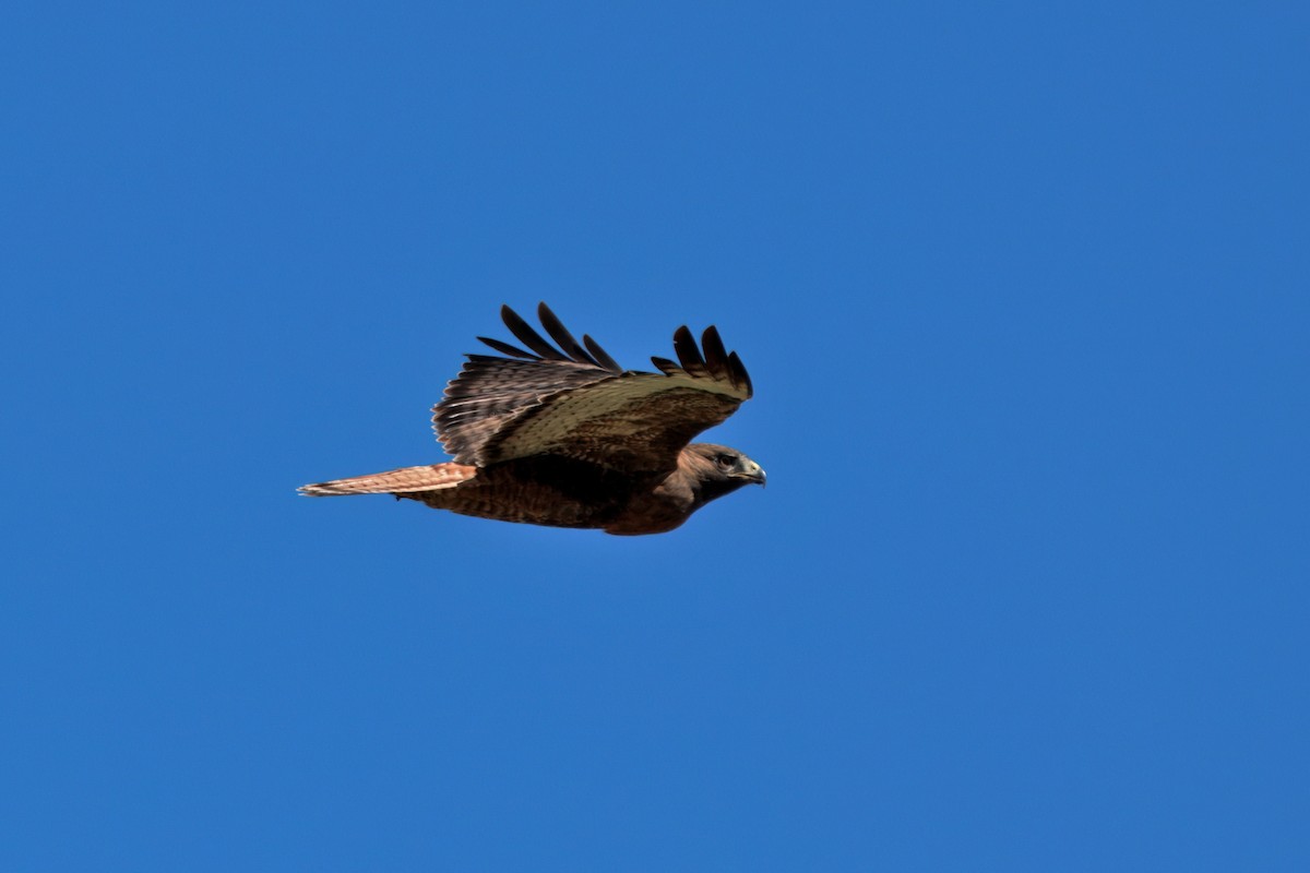 Red-tailed Hawk (calurus/alascensis) - ML642692993
