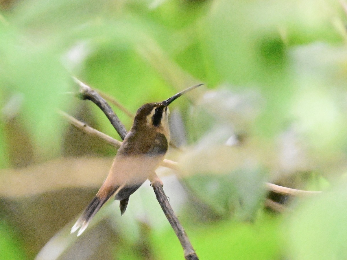 Stripe-throated Hermit - ML642693014