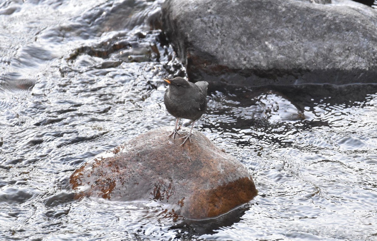 American Dipper - ML642693018