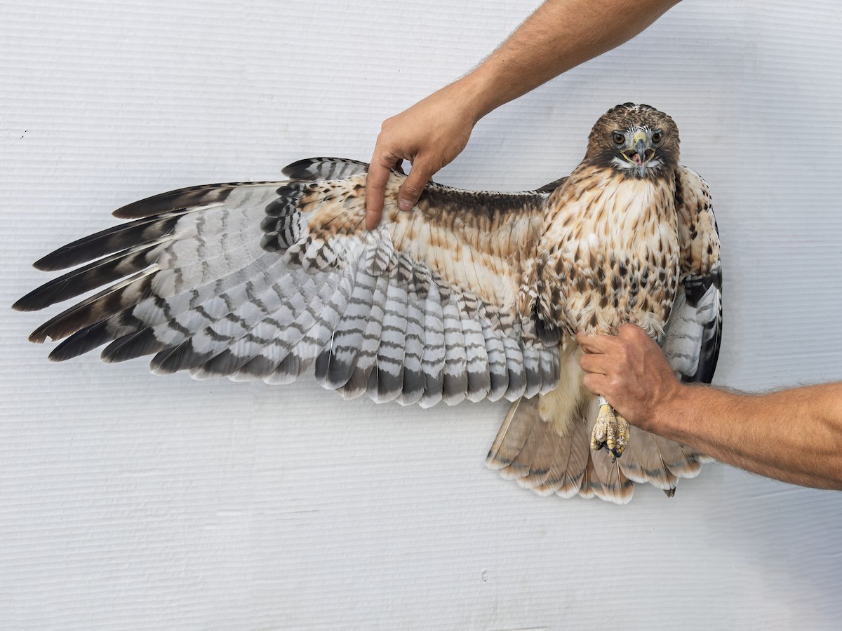 Red-tailed Hawk (calurus/alascensis) - ML642693022