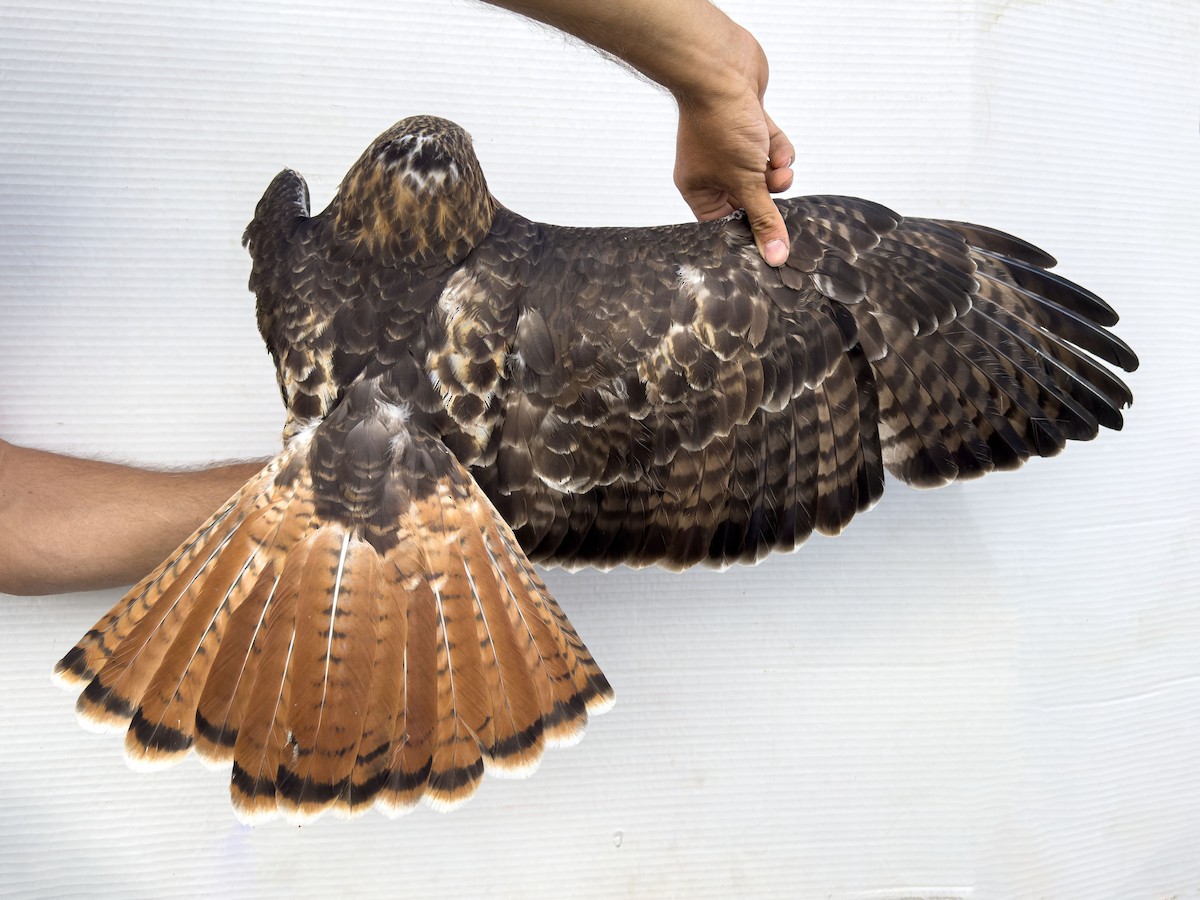 Red-tailed Hawk (calurus/alascensis) - ML642693023