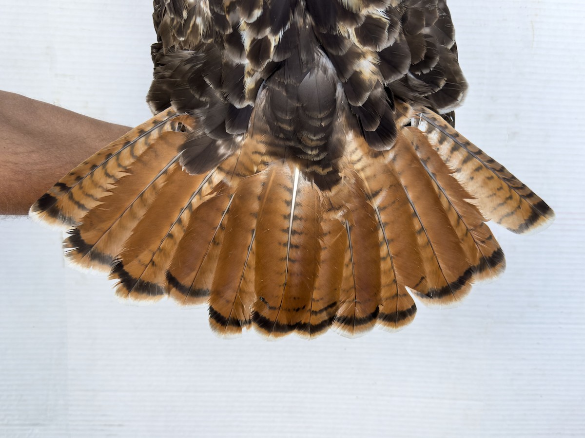 Red-tailed Hawk (calurus/alascensis) - ML642693024