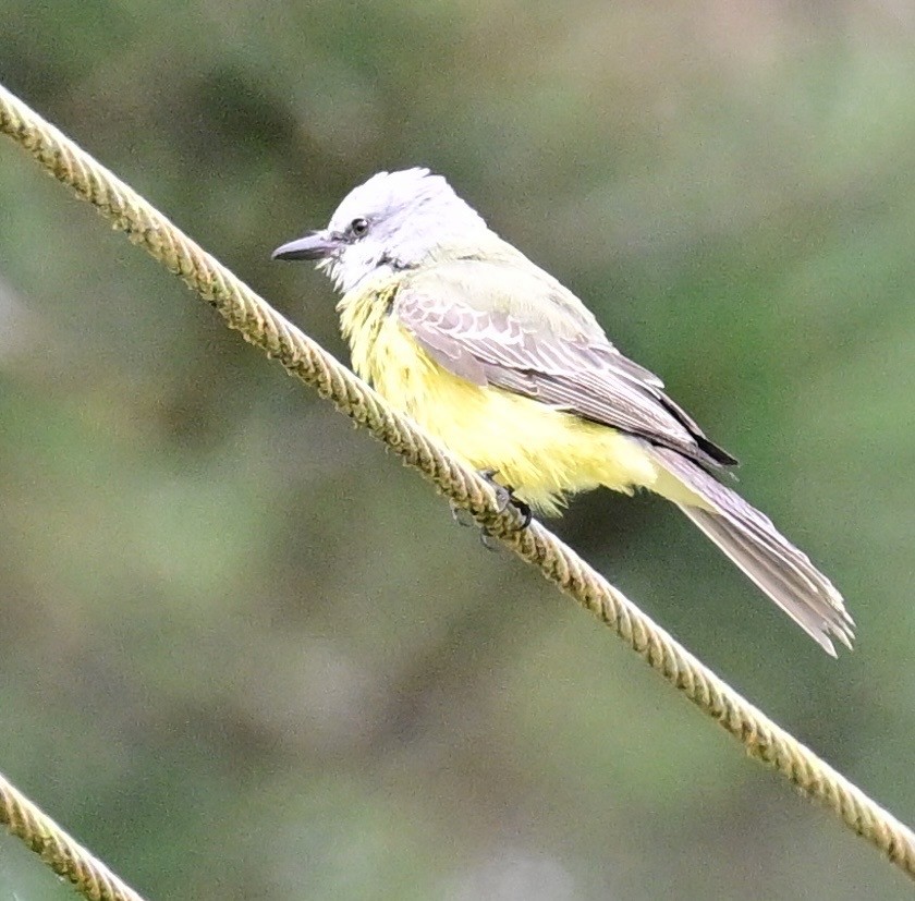 Tropical Kingbird - ML642693025