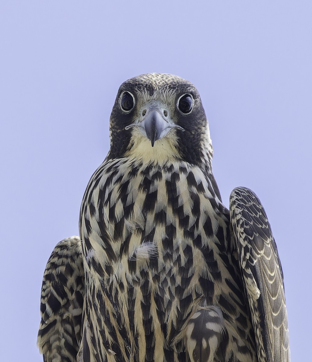 Peregrine Falcon (North American) - ML642693026