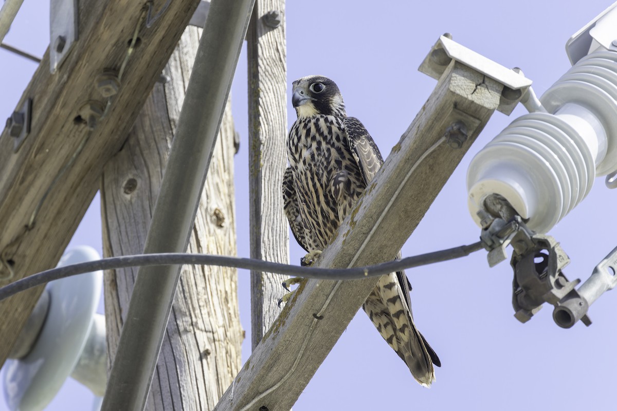 Peregrine Falcon (North American) - ML642693027