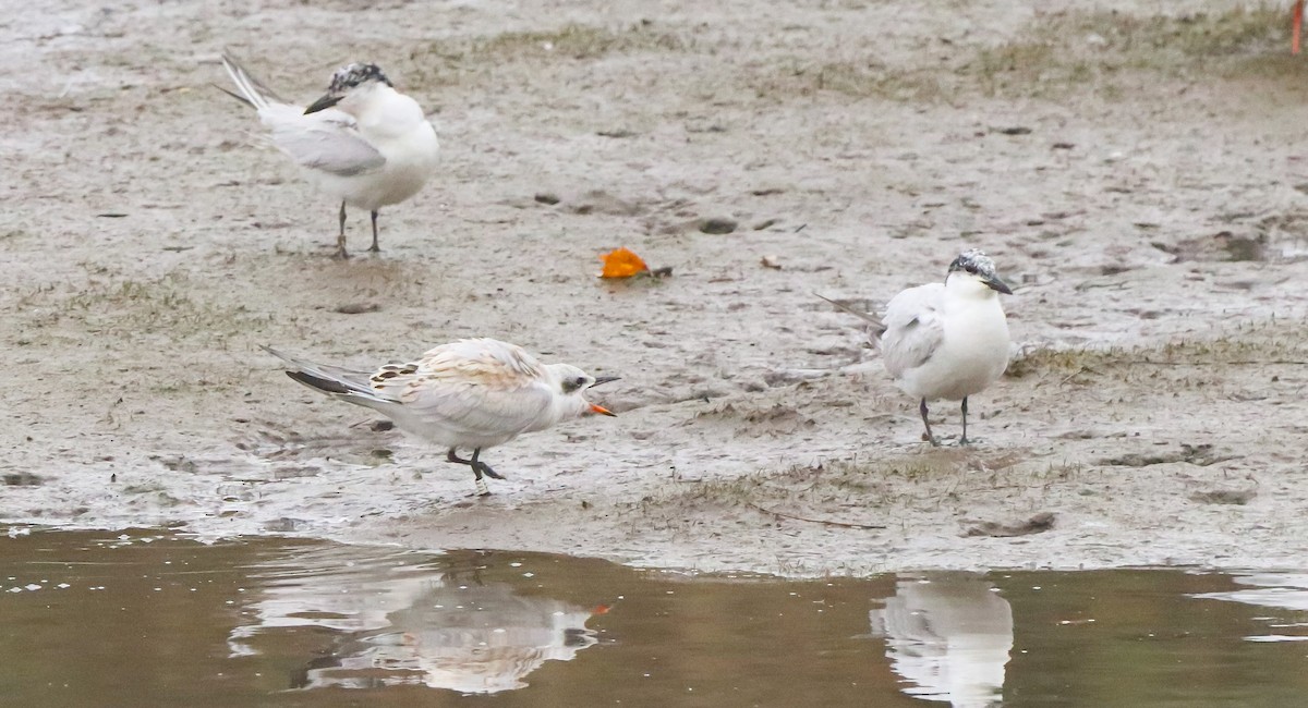 Gull-billed Tern - ML642693028