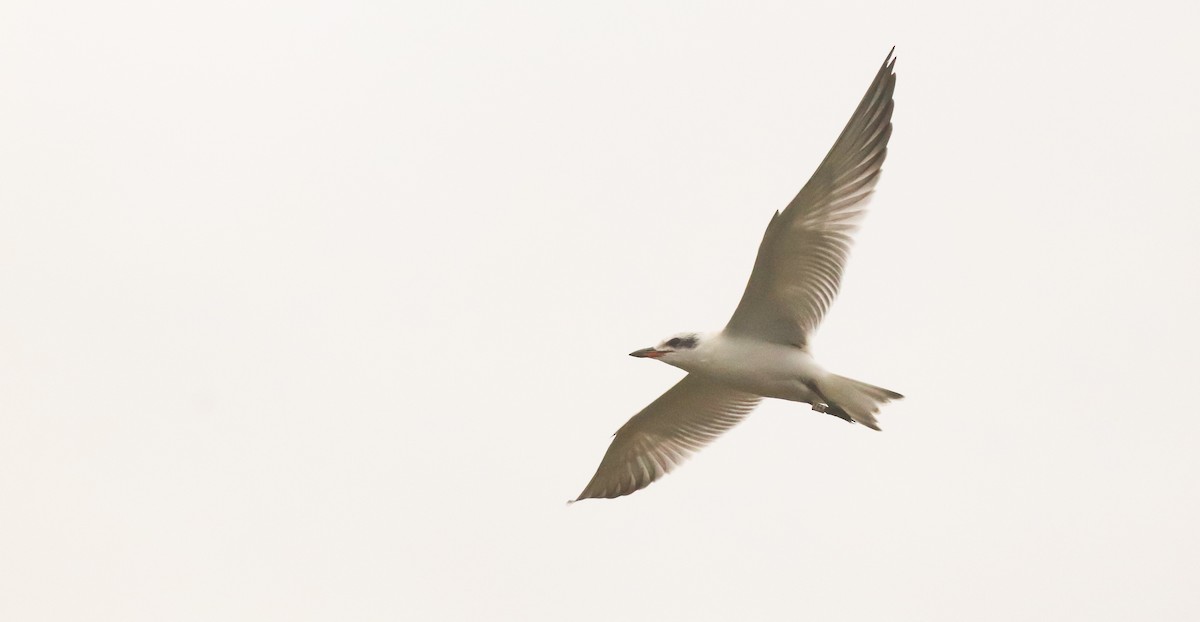 Gull-billed Tern - ML642693029