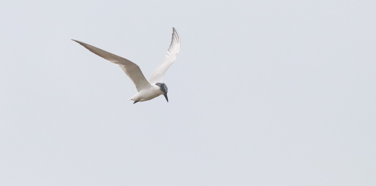 Gull-billed Tern - ML642693030