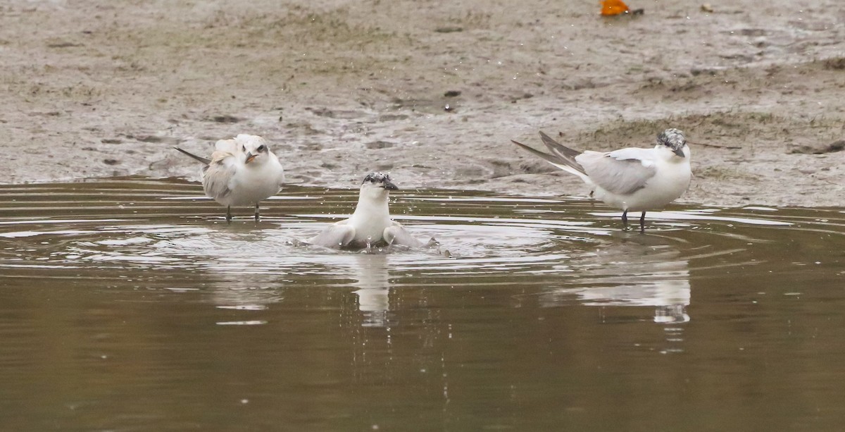 Gull-billed Tern - ML642693031