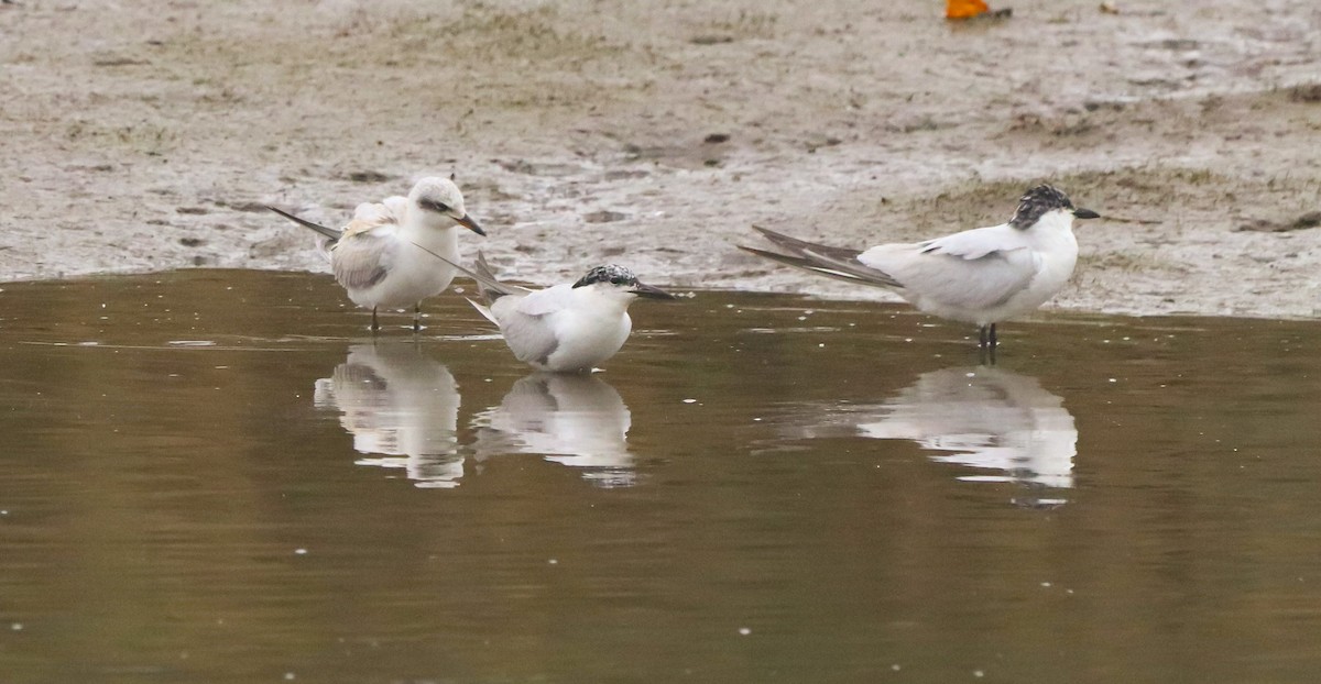 Gull-billed Tern - ML642693032