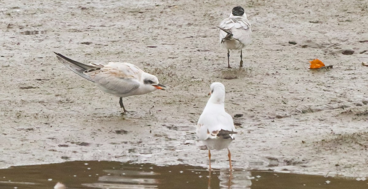Gull-billed Tern - ML642693033