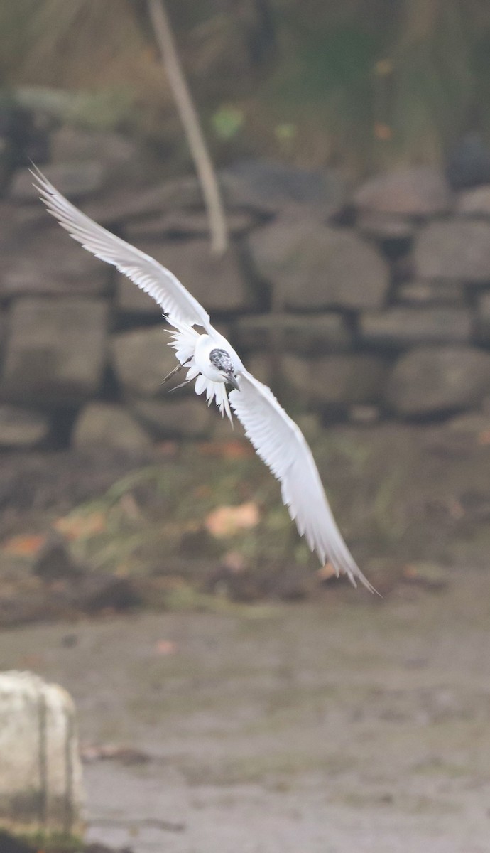 Gull-billed Tern - ML642693034