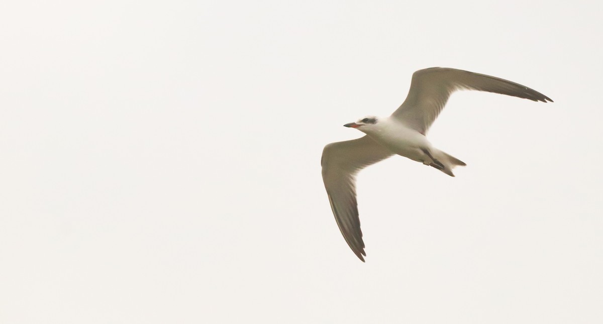 Gull-billed Tern - ML642693035