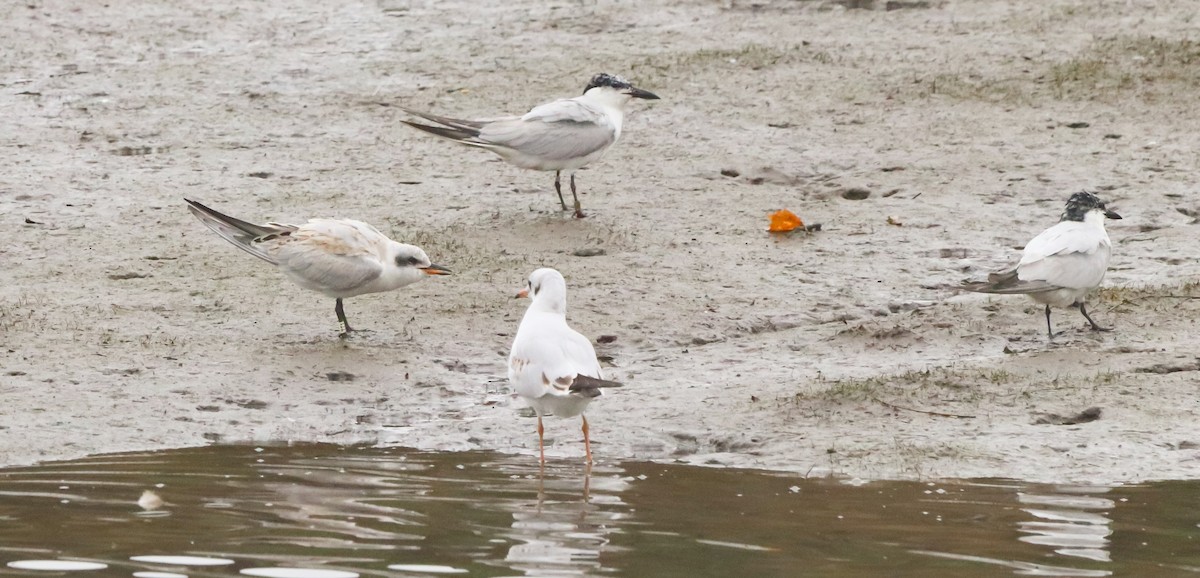Gull-billed Tern - ML642693036