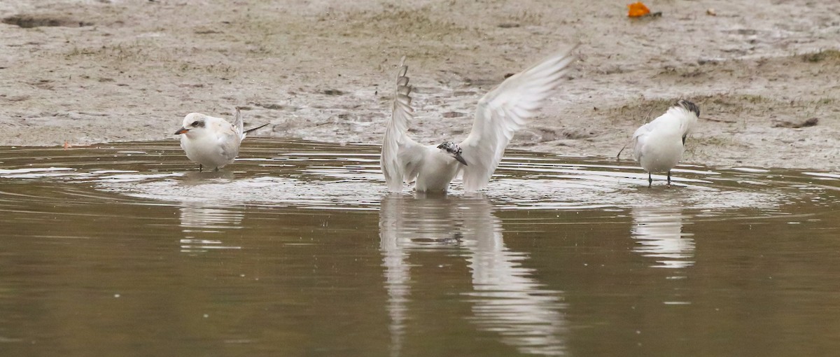 Gull-billed Tern - ML642693037