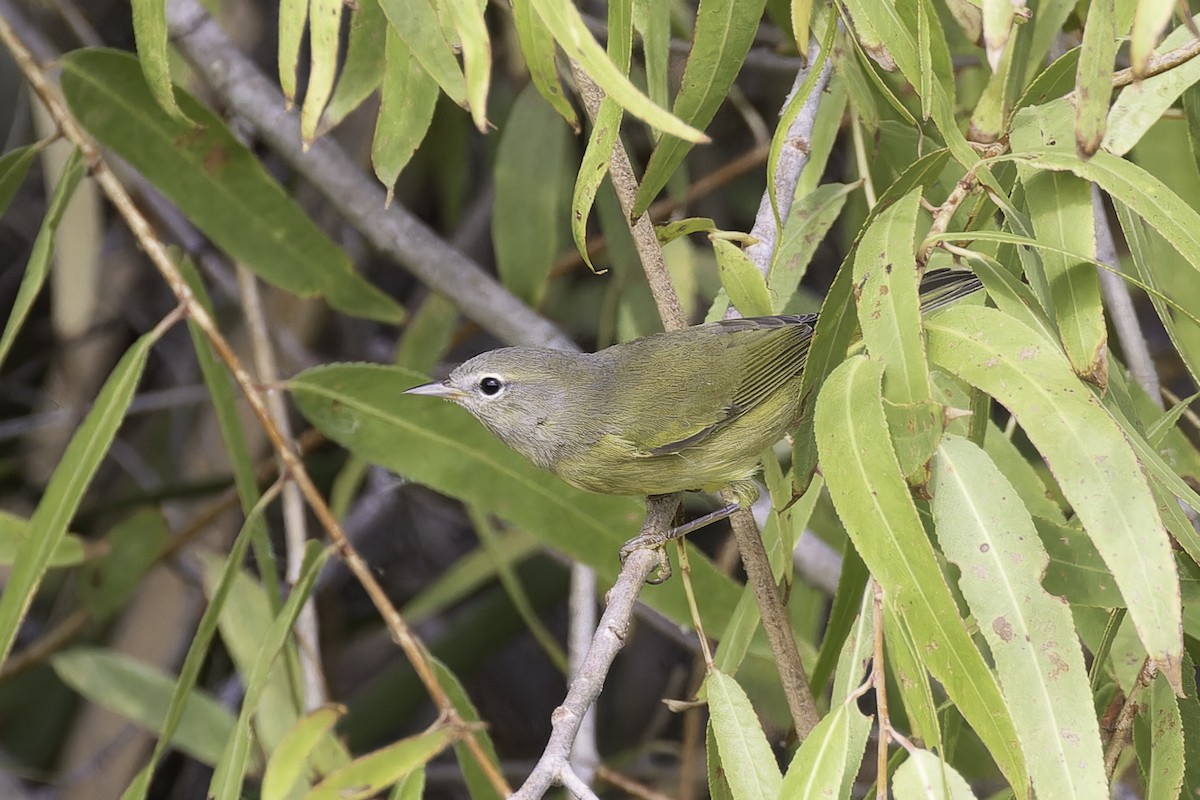 Orange-crowned Warbler (orestera) - ML642693040
