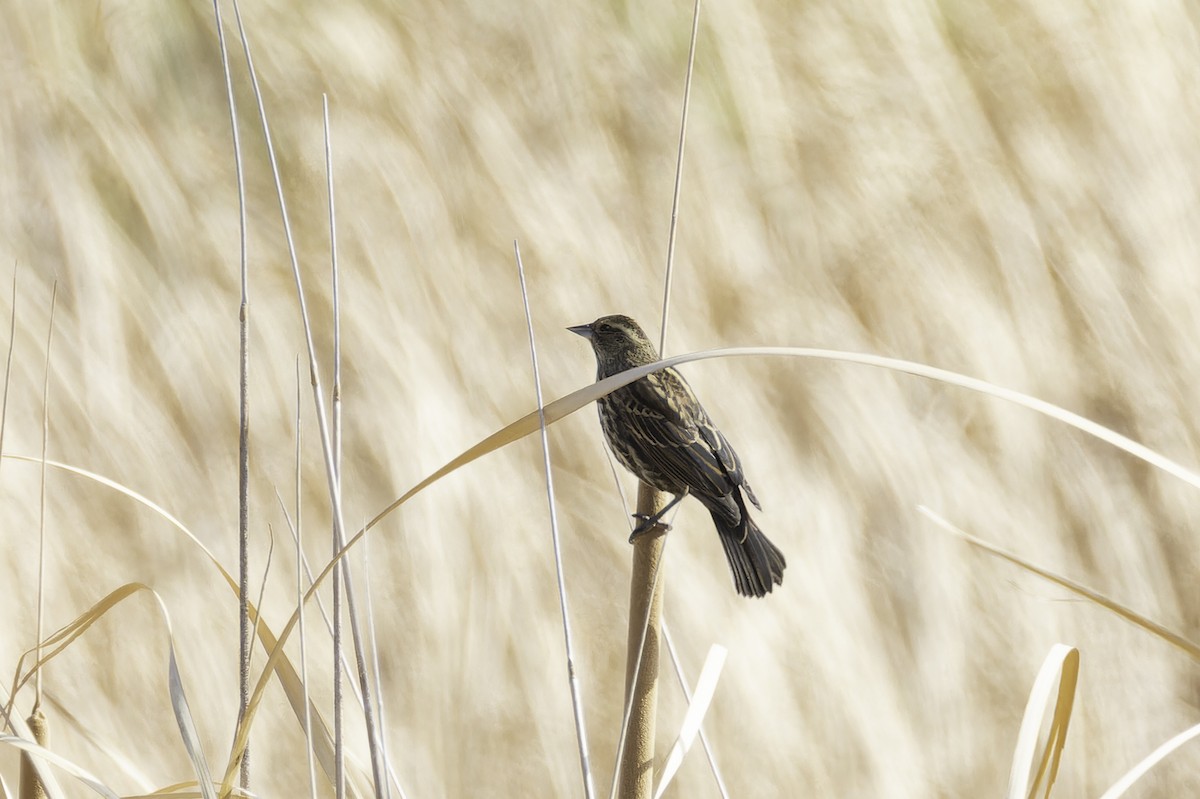Red-winged Blackbird (Red-winged) - ML642693041