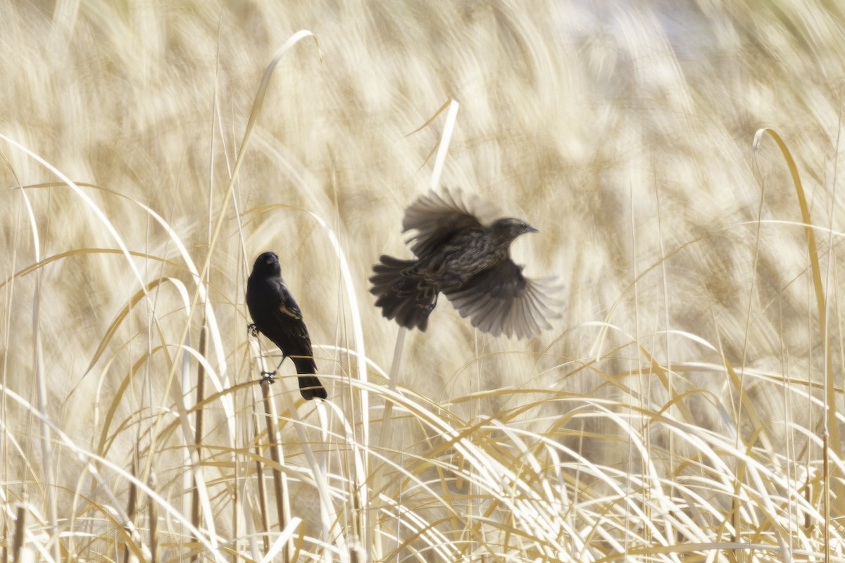 Red-winged Blackbird (Red-winged) - ML642693042