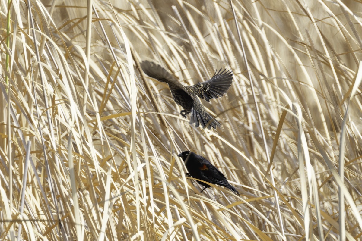 Red-winged Blackbird (Red-winged) - ML642693043