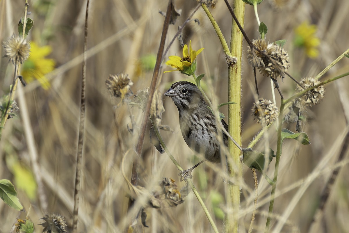 Song Sparrow - ML642693050