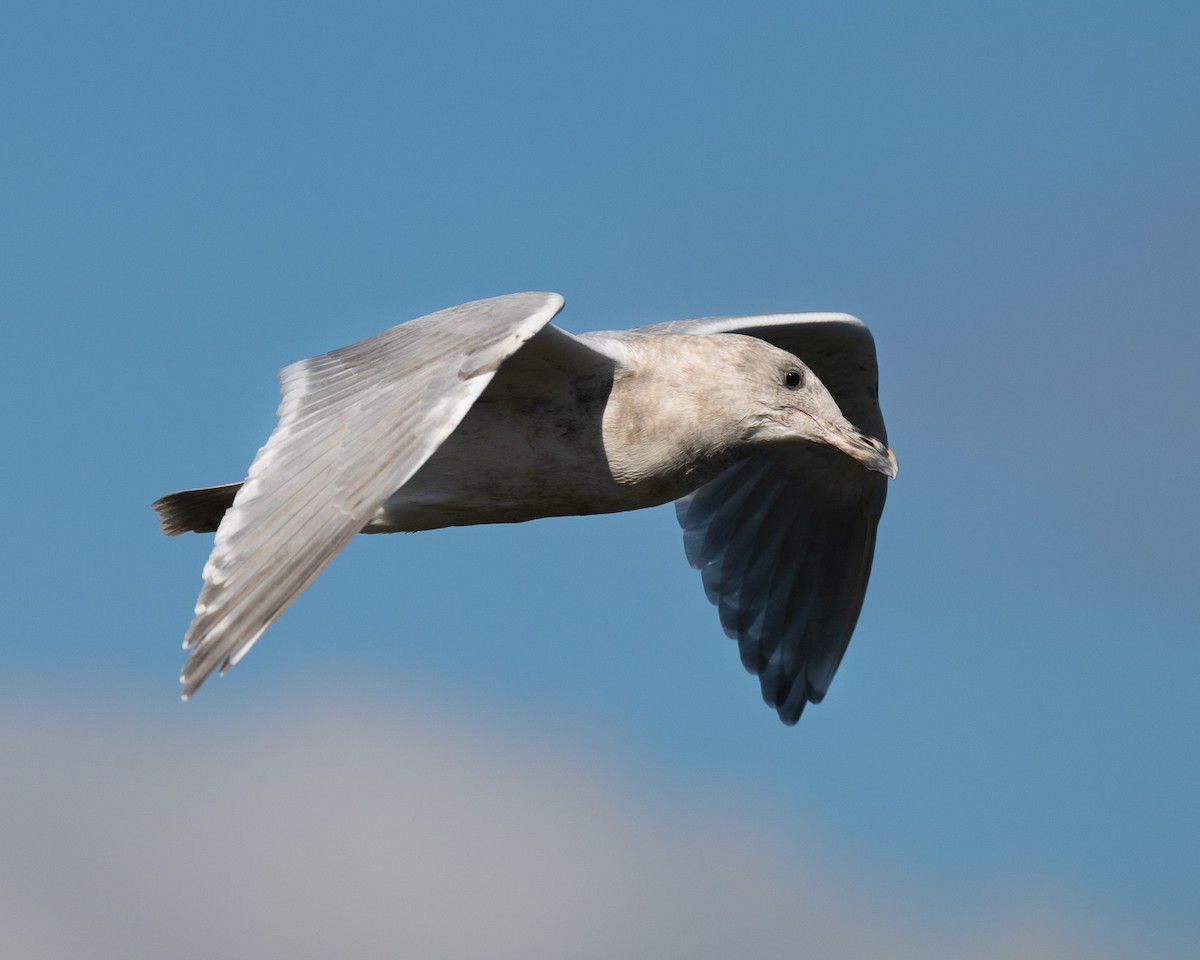 Glaucous-winged Gull - ML642693051