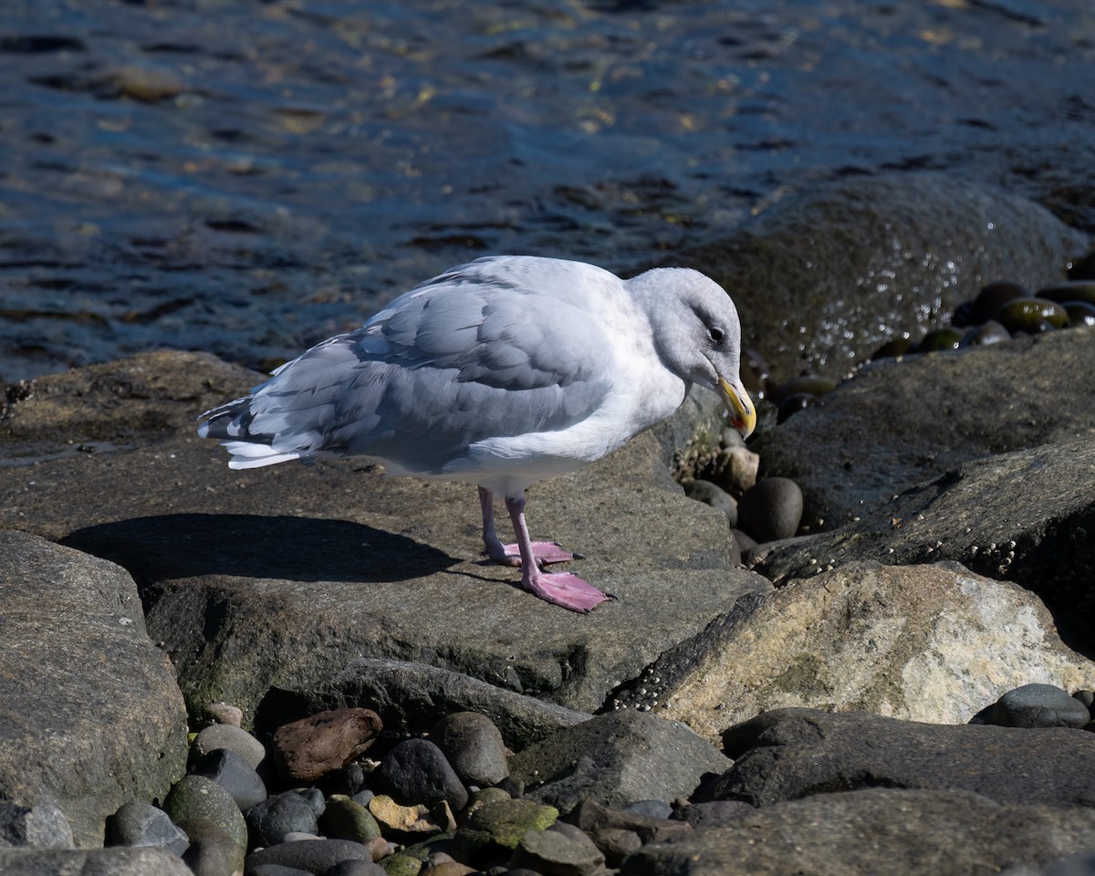 Glaucous-winged Gull - ML642693052