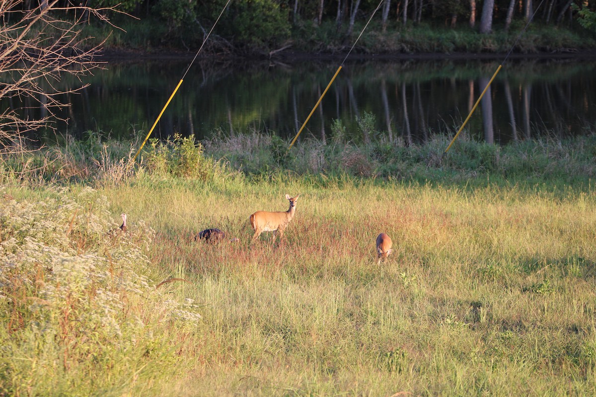 Animals - ML642693063