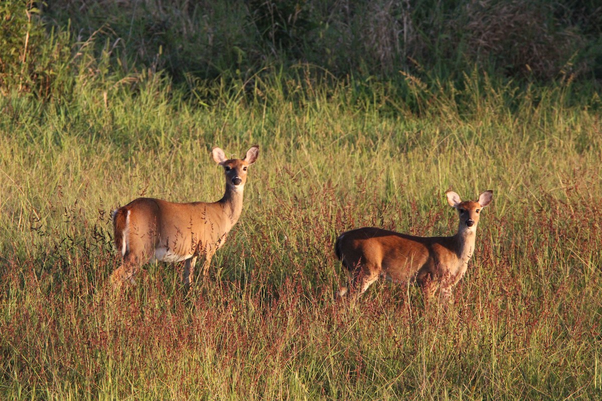 Animals - ML642693067