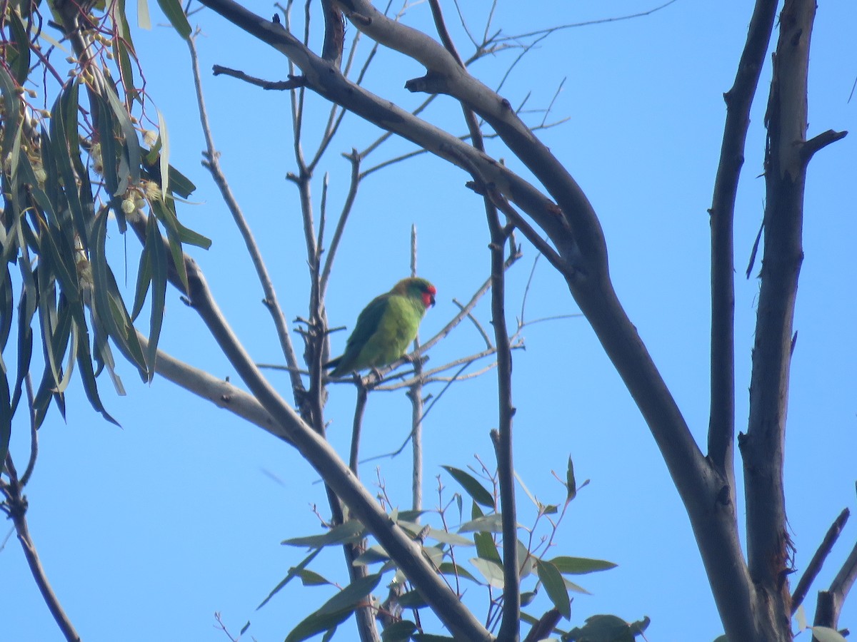 Little Lorikeet - ML642693073