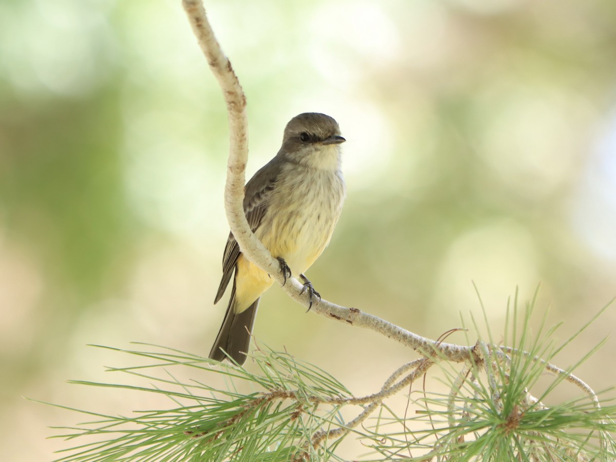 Vermilion Flycatcher - ML642693074