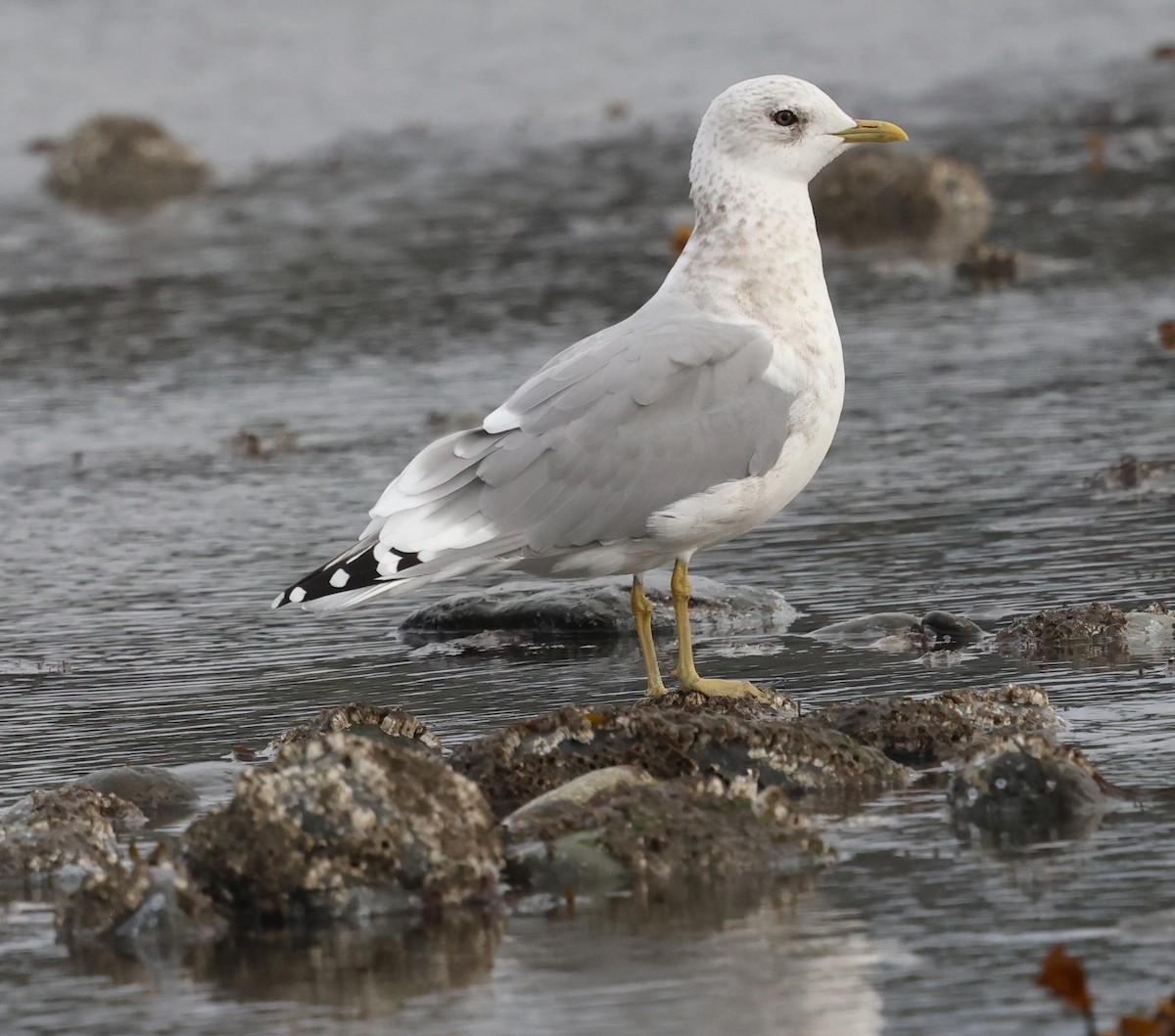 Short-billed Gull - ML642693078