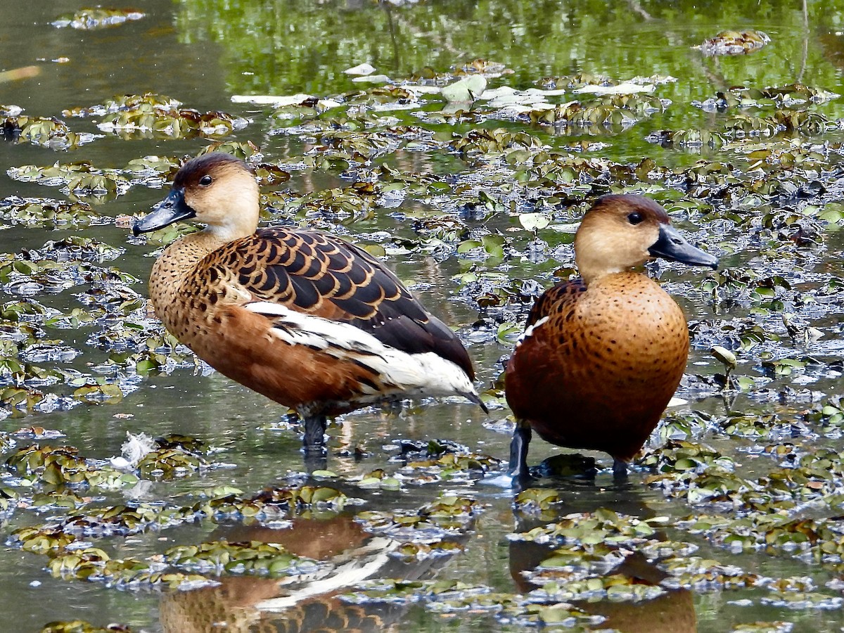 Wandering Whistling-Duck - ML642693091
