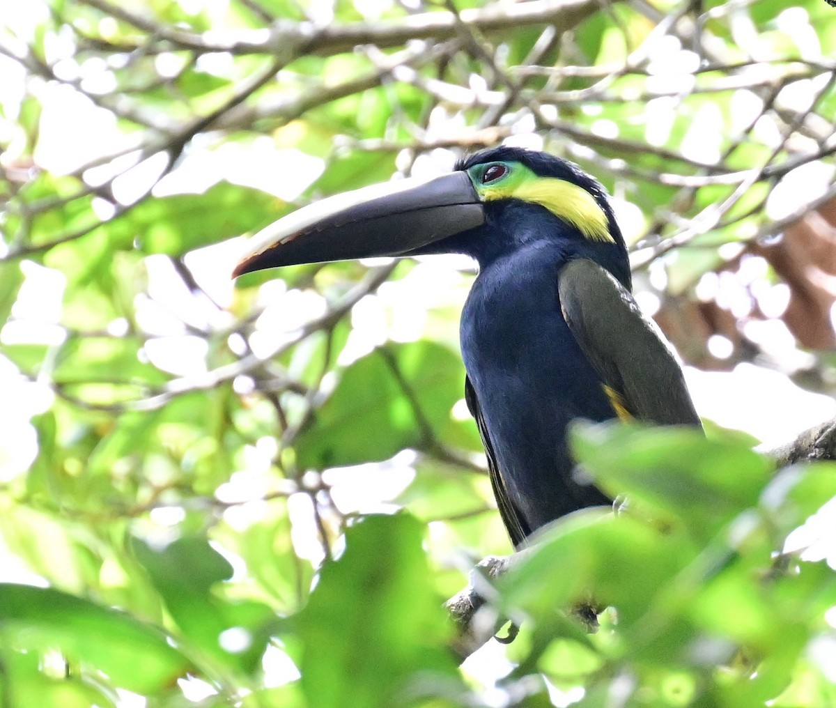 Yellow-eared Toucanet - ML642693103