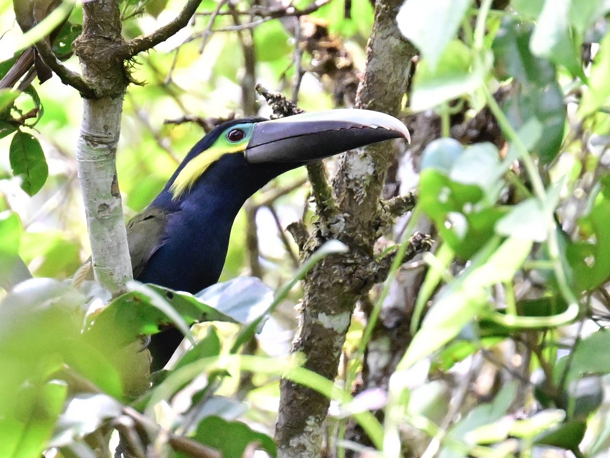 Yellow-eared Toucanet - ML642693104