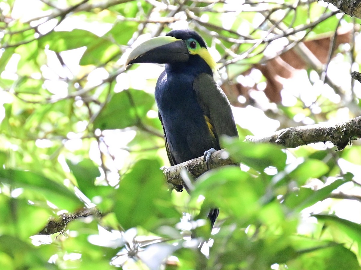 Yellow-eared Toucanet - ML642693105