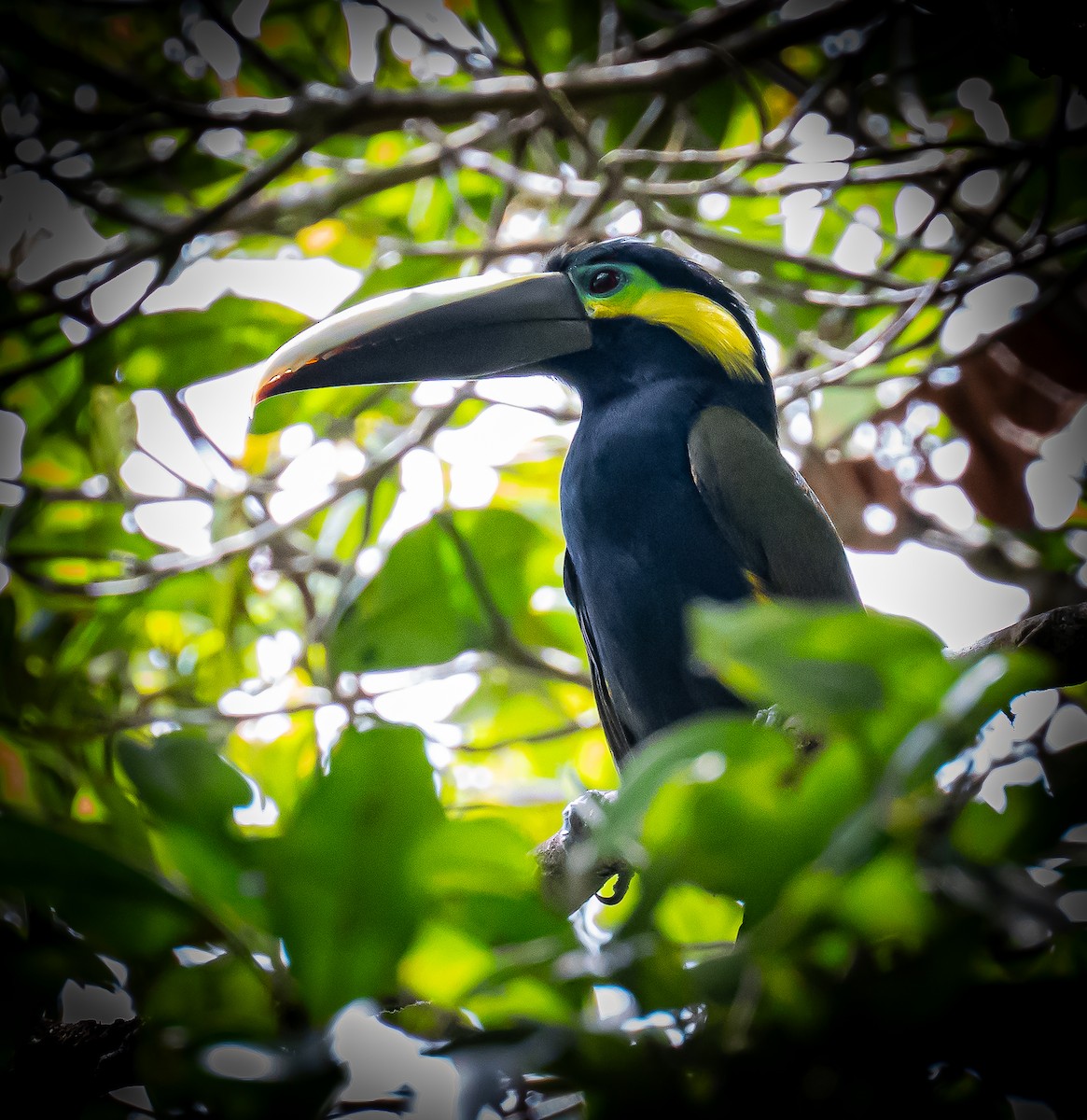 Yellow-eared Toucanet - ML642693106