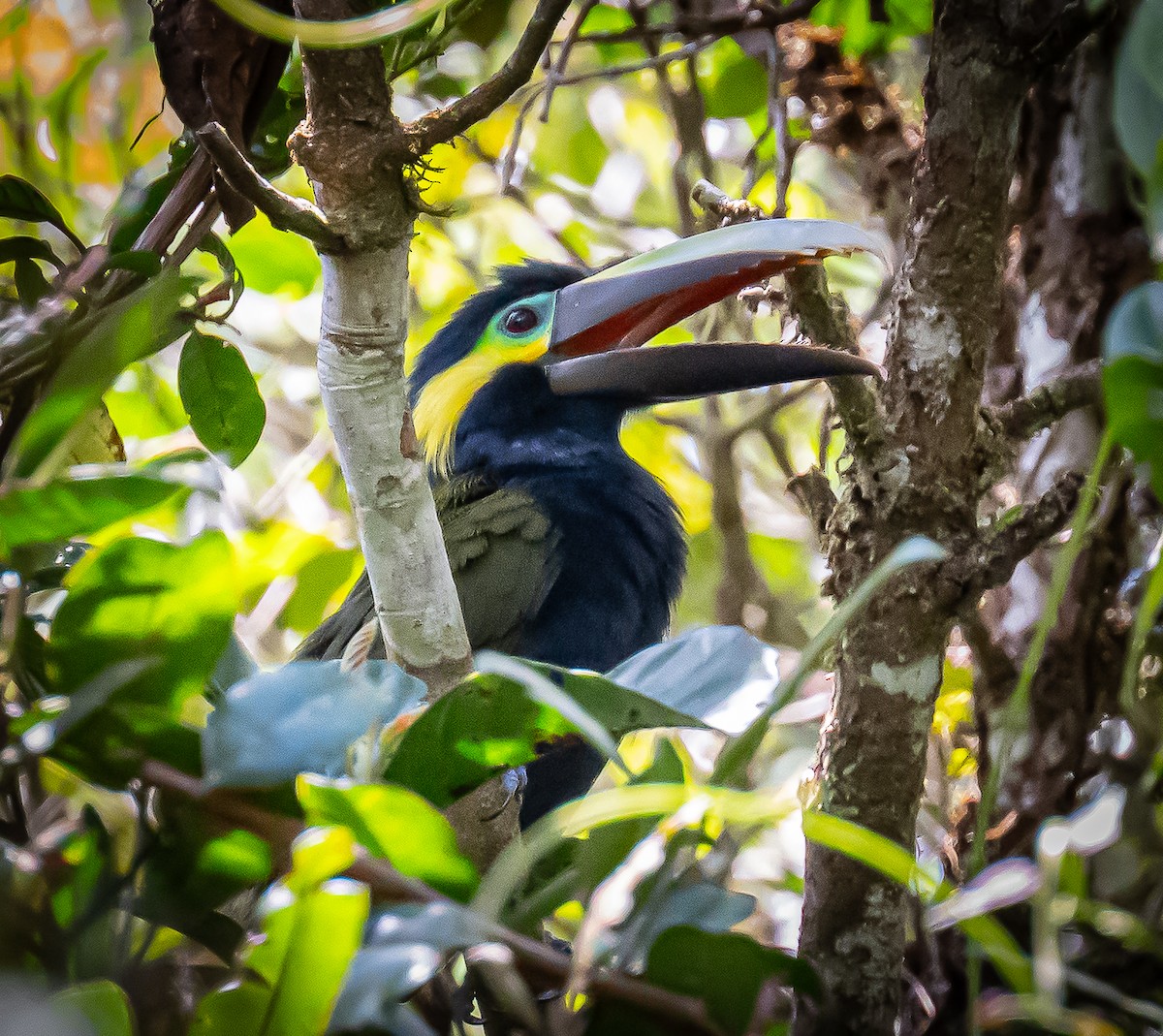Yellow-eared Toucanet - ML642693107