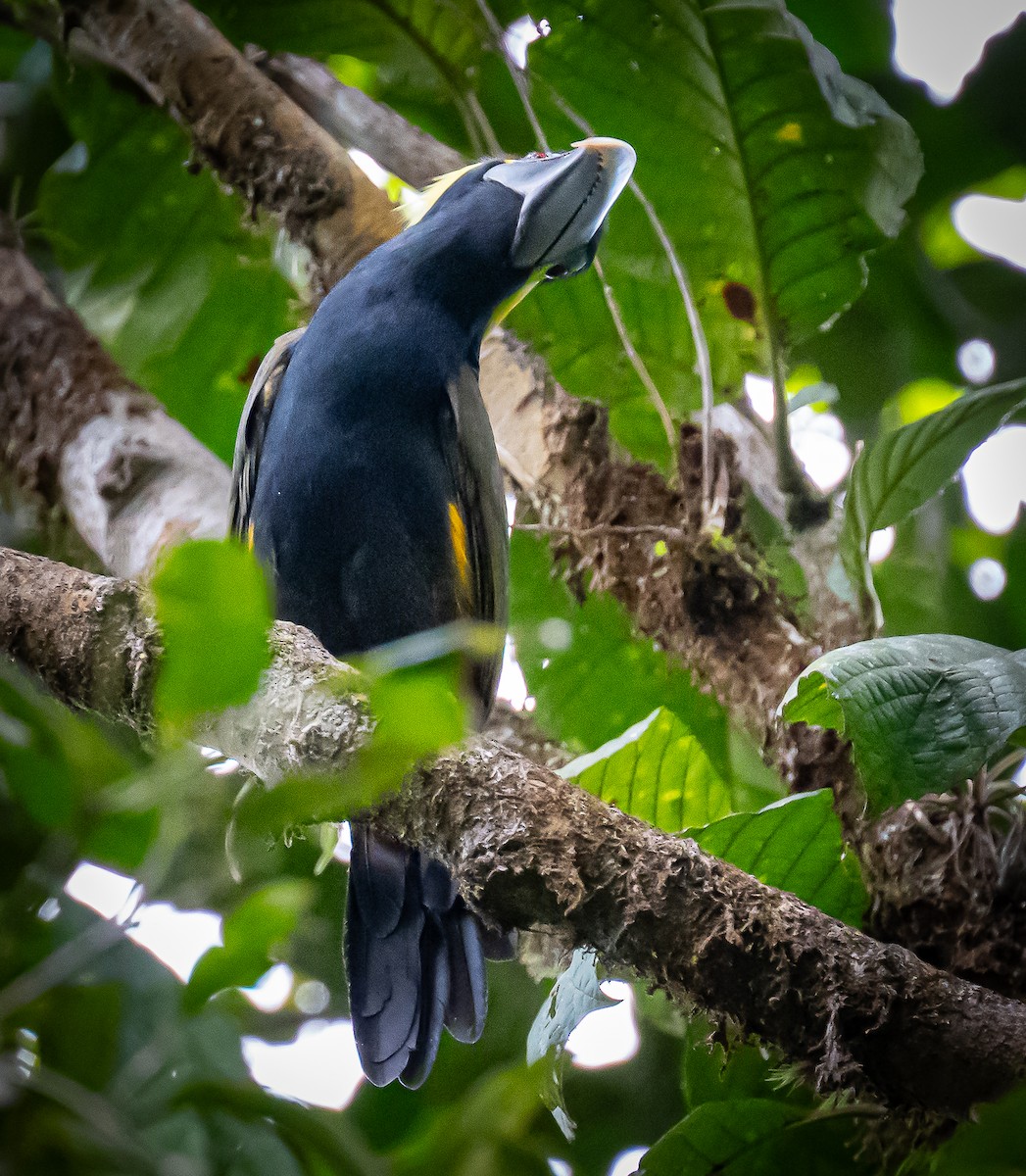 Yellow-eared Toucanet - ML642693108