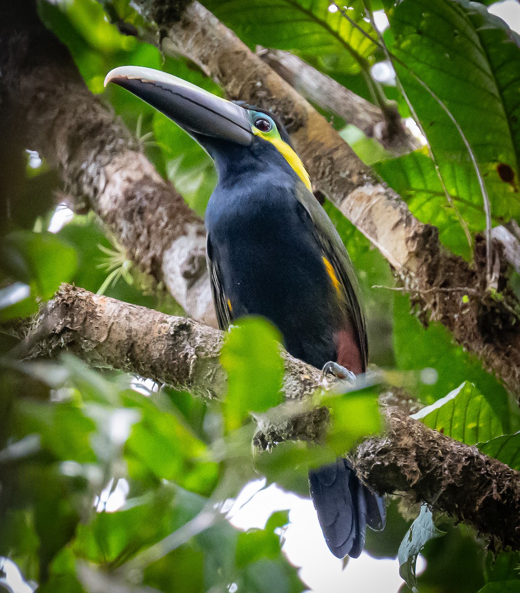 Yellow-eared Toucanet - ML642693109
