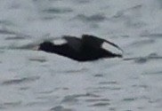 Pelagic Cormorant - ML642693111