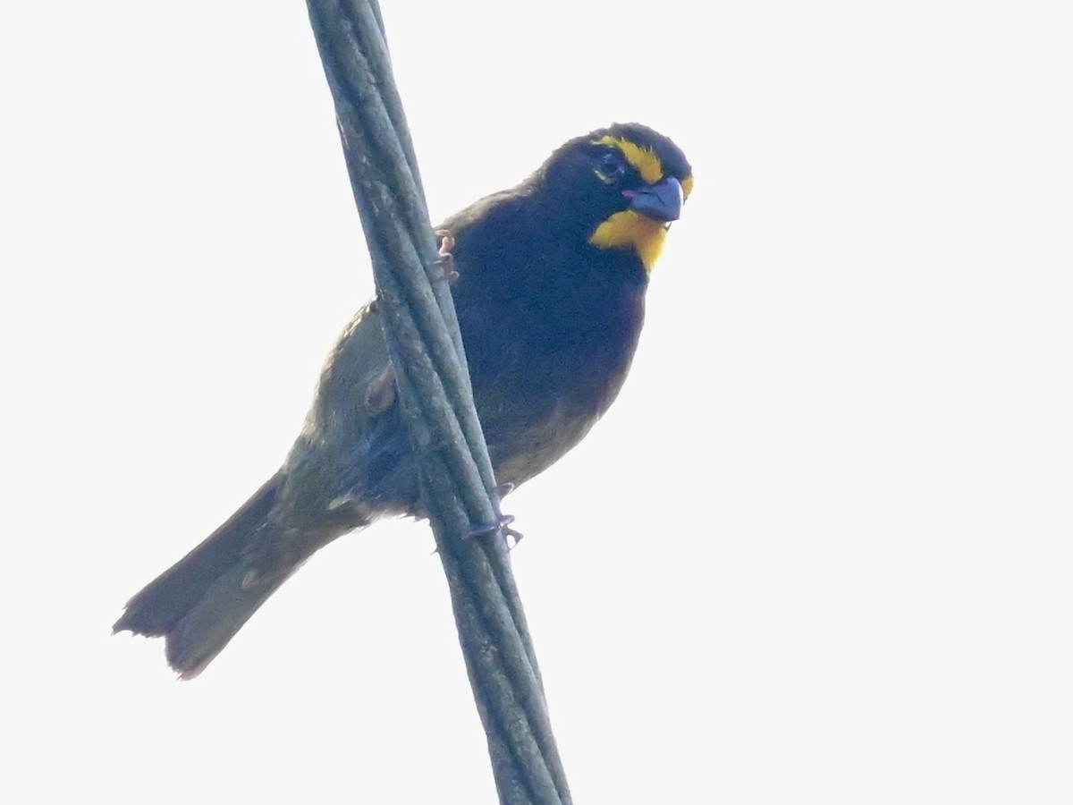 Yellow-faced Grassquit - ML642693119