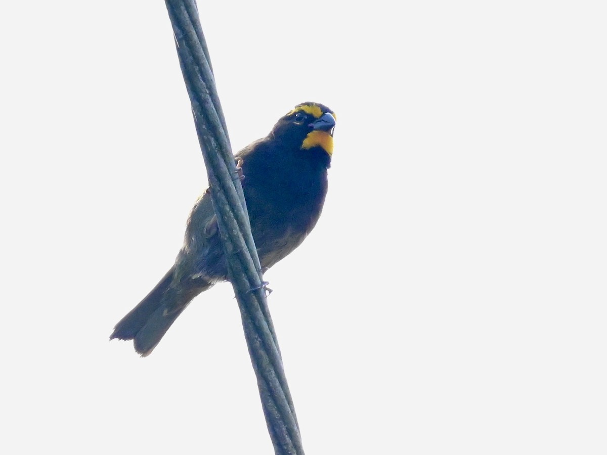Yellow-faced Grassquit - ML642693120