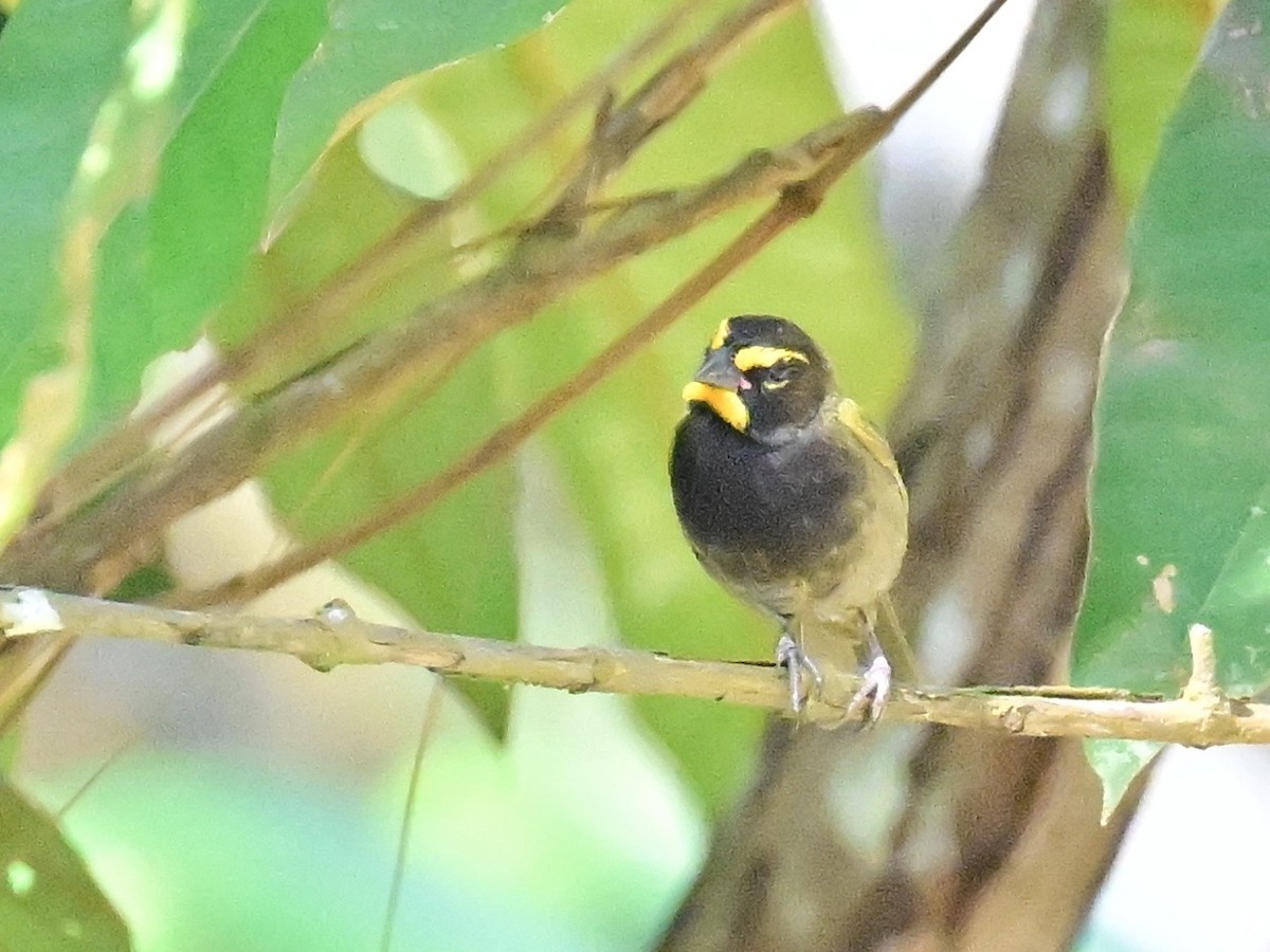 Yellow-faced Grassquit - ML642693121