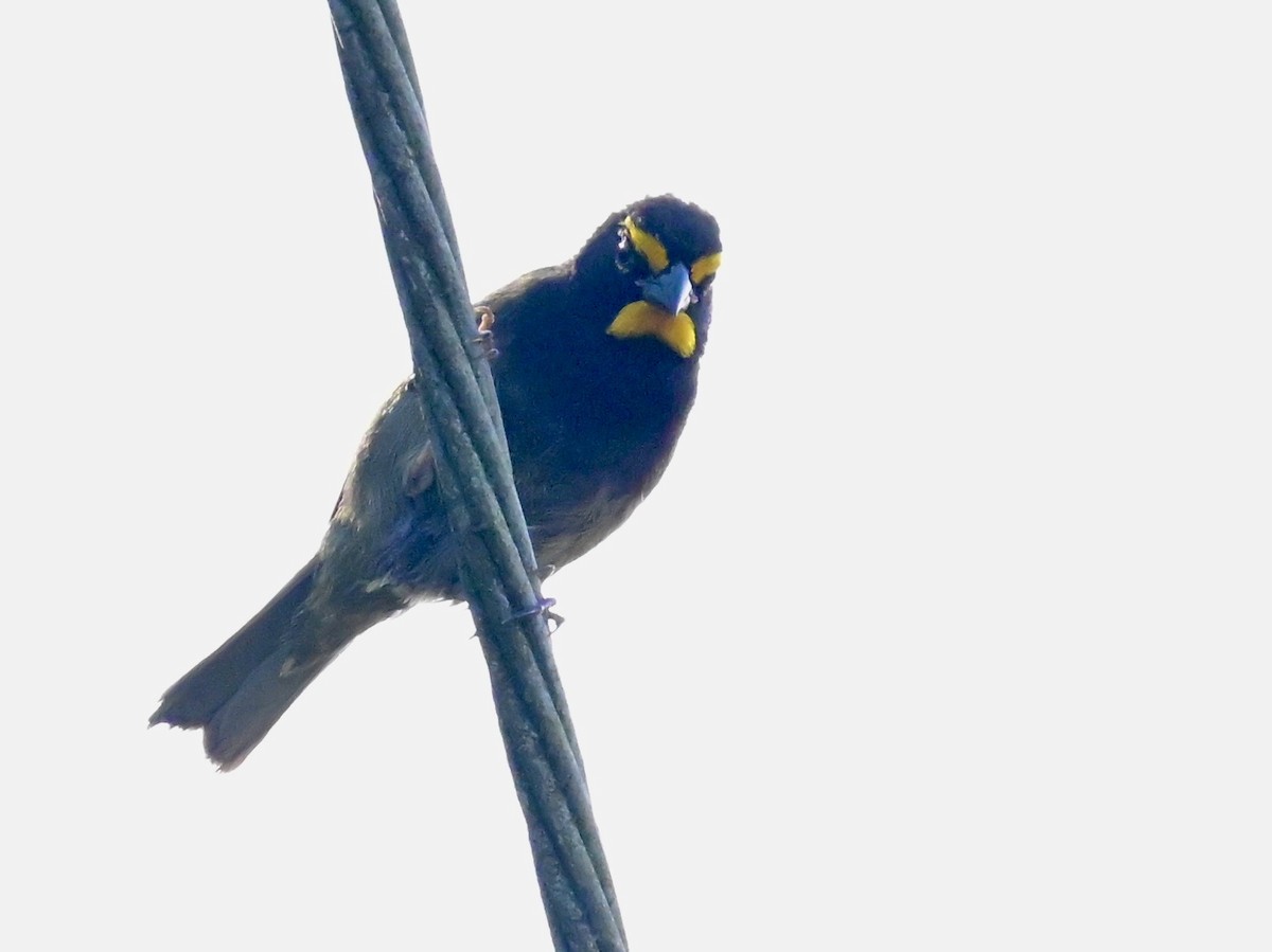 Yellow-faced Grassquit - ML642693122