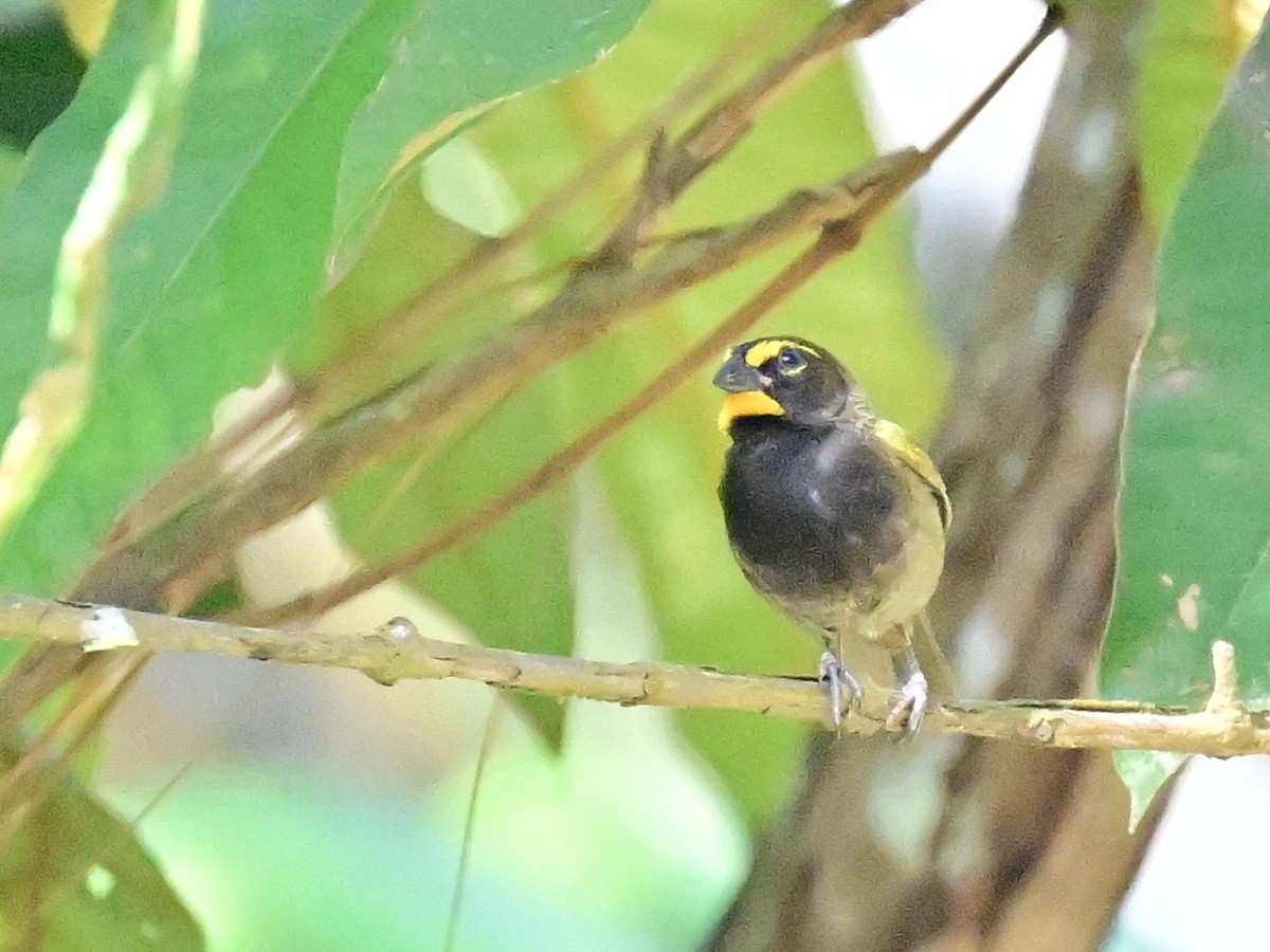 Yellow-faced Grassquit - ML642693123