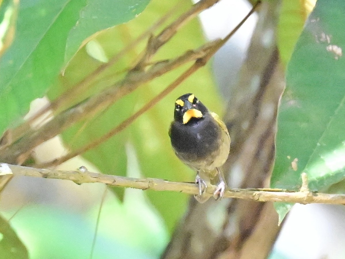 Yellow-faced Grassquit - ML642693124