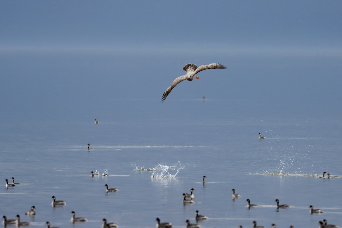 American Herring Gull - ML642693137