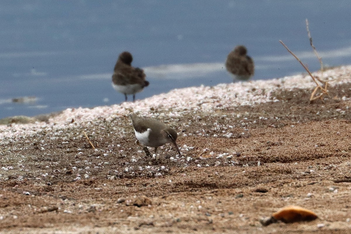 Spotted Sandpiper - ML642693153